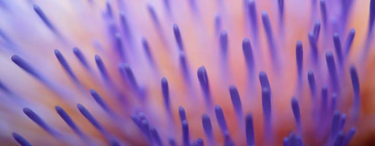 Nahaufnahme einer Blume.